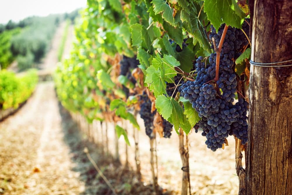 A close-up of clusters of ripe grapes hanging from vine leaves in a vineyard.
