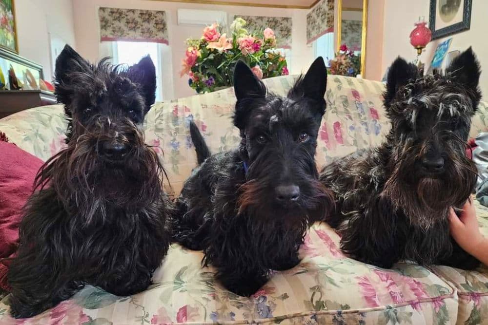 Three Scottie dogs sitting together on a floral couch.