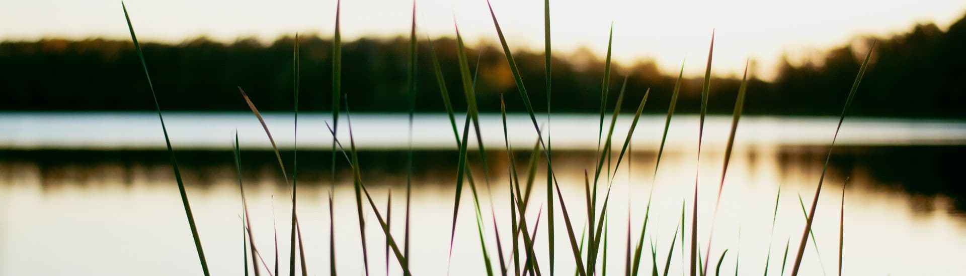 Tall grass in focus with a serene lake and trees in the background.