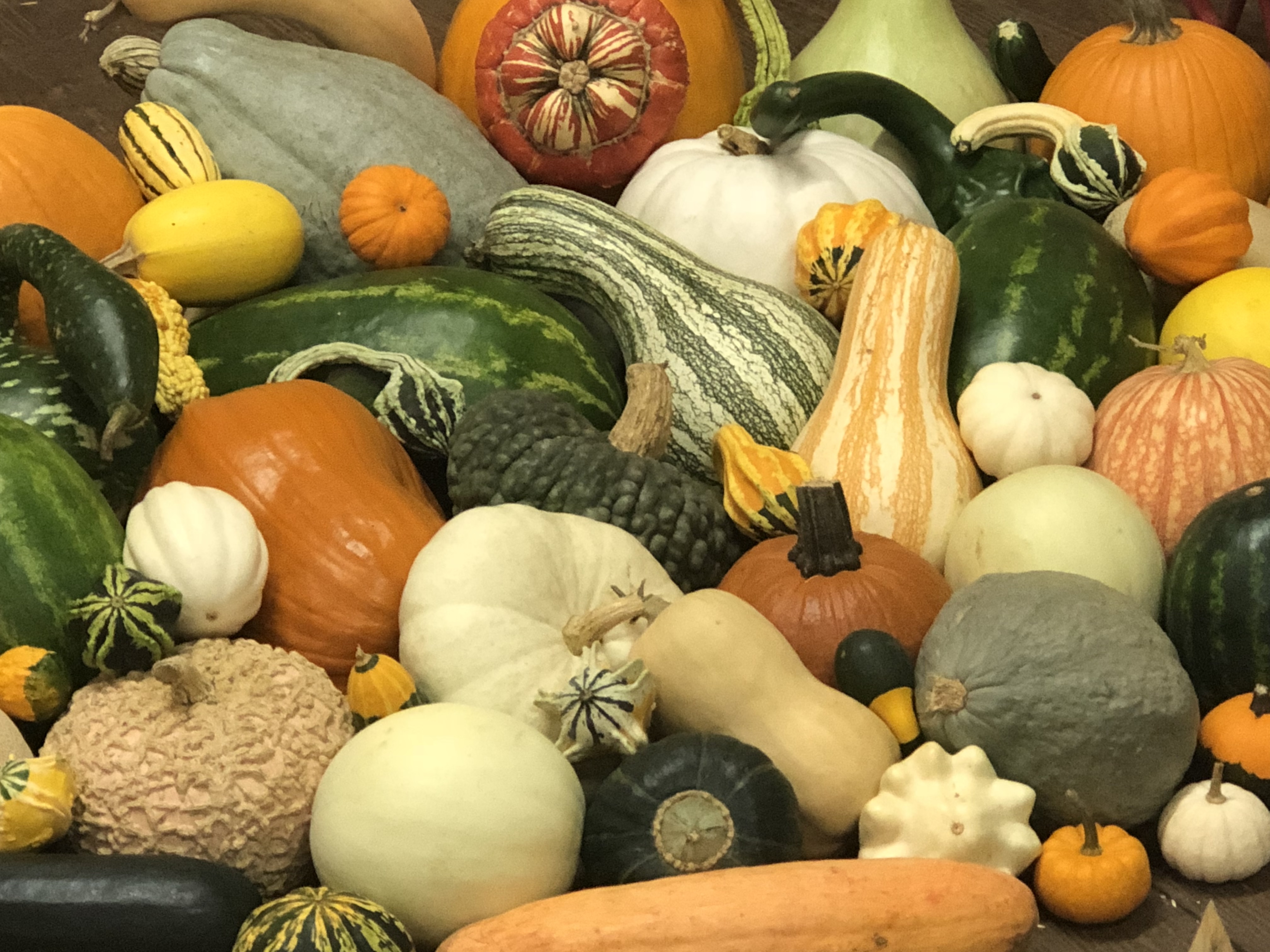 a selection of green, orange, and yellow gourds in a Fall display