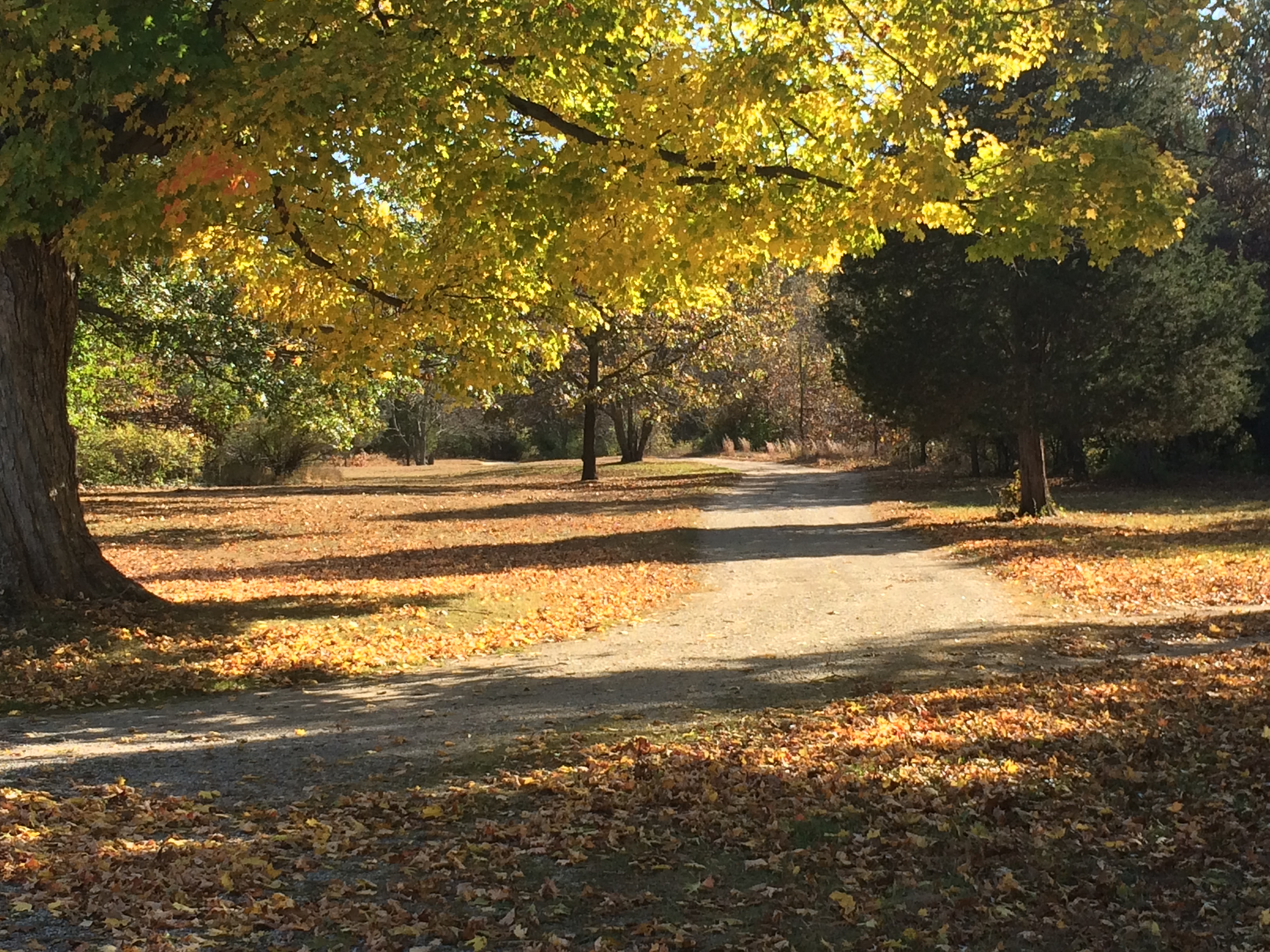 A large long low overhanging tree branch with vivid yellow leaves on a dirt road lined with green pine trees beside green grass covered with fallen brown and yellow leaves