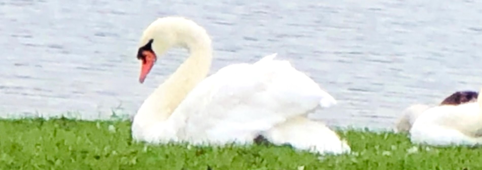 White swan nestled in green grass near water
