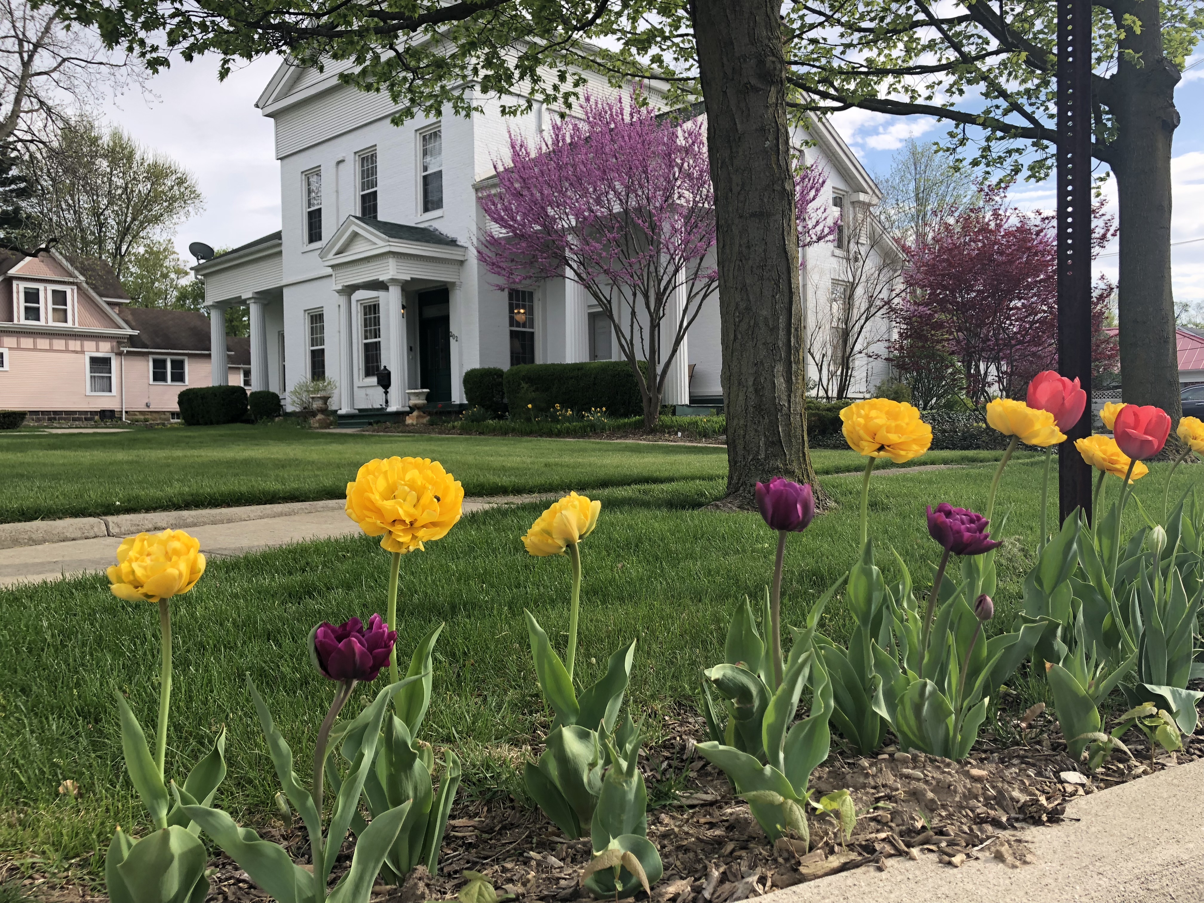 yellow red and purple flowers in front of big white house